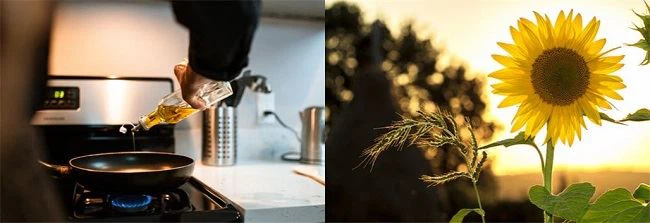 High oleic sunflower oil application