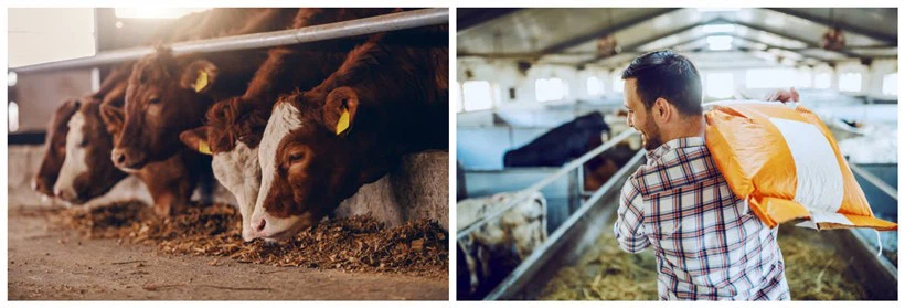 animal feed animal feed